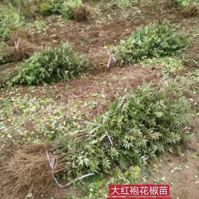 花椒苗批发 2年花椒苗 大红袍花椒苗价格 1公分花椒苗