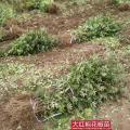 花椒苗批发 2年花椒苗 大红袍花椒苗价格 1公分花椒苗