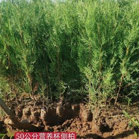 定植侧柏1.2米+1.8米+2米规格齐全 山西侧柏苗种植基地