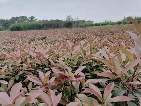 紅葉石楠