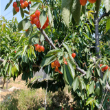 美植袋櫻桃樹(shù),齊早櫻桃樹(shù)苗,櫻桃苗圃