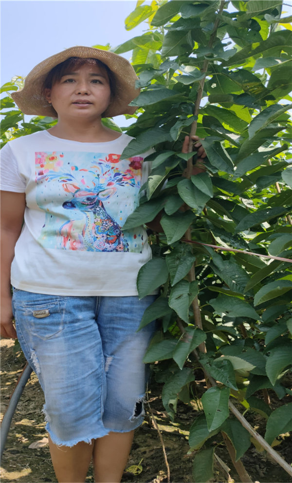 美植袋櫻桃樹苗