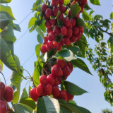 美植袋櫻桃樹,瑞德櫻桃樹苗價(jià)格,櫻桃苗圃