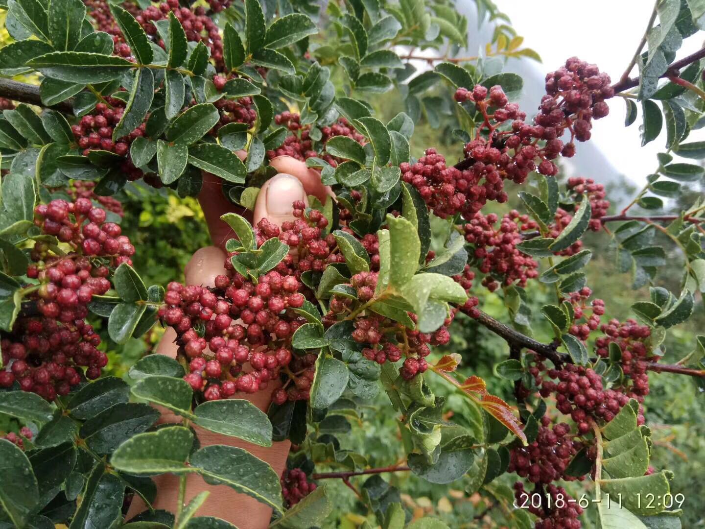 花椒树大红袍