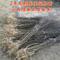 山西花椒苗 1-2年花椒苗 0.3-1公分花椒苗