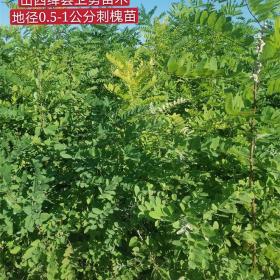 刺槐苗（洋槐苗）批发 山西 1年2年刺槐苗采购基地