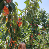 美植袋樱桃树,瑞德樱桃树苗价格,泰安基地