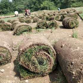 四川绿化草坪基地供应 甘孜草坪混播批发价格