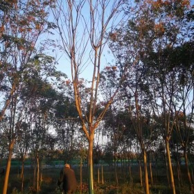 黃山欒樹(shù)苗圃南京黃山欒樹(shù)基地賣(mài)價(jià)多少呢14公分價(jià)位又是多少