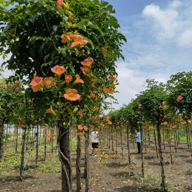 基地出售乔木中华凌霄树 高杆美国凌霄花道路绿化风景行道树