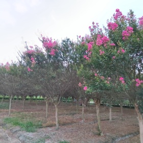 河南紫薇树批发供应 紫薇笼子价格 紫薇苗子基地