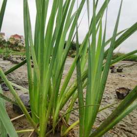 四川成都黄菖蒲批发基地 菖蒲工程绿化小苗供应中