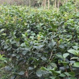 供應(yīng)茶梅綠化苗木的基地 40-50高茶梅批發(fā)出售