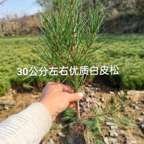 杯苗白皮松 80公分-1米白皮松 山西占地白皮松