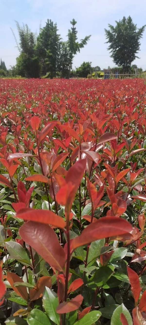 紅葉石楠