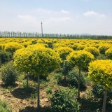 唐山苗圃 唐山苗木 遵化苗圃 唐山小區(qū)綠化 唐山庭院綠化