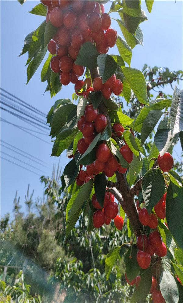 吉塞拉樱桃苗