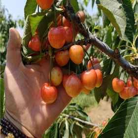 樱桃苗,1公分樱桃树基地