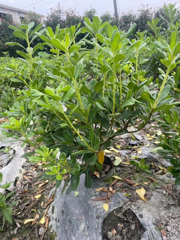 海桐 寶珠香