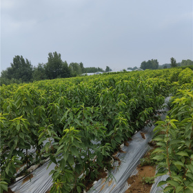 樱桃苗,山东樱桃树苗基地