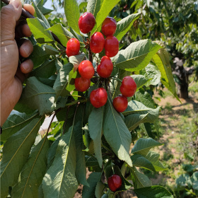 y1砧木樱桃树苗,1公分樱桃树基地