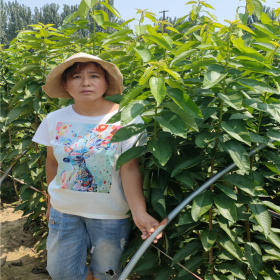 美植袋櫻桃苗,泰安櫻桃樹苗苗圃