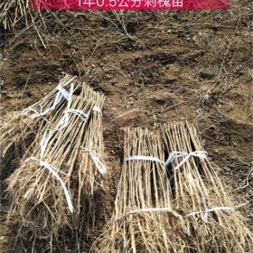 當年刺槐苗有哪些規(guī)格？1年50公分-1米刺槐苗