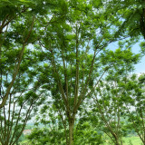 蓝花楹苗木供应/四川蓝花楹价格/重庆/眉山/泸州蓝花楹基地