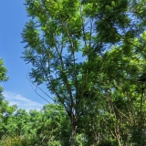 四川熟貨藍(lán)花楹批發(fā)基地 水景藍(lán)花楹樹苗價(jià)格