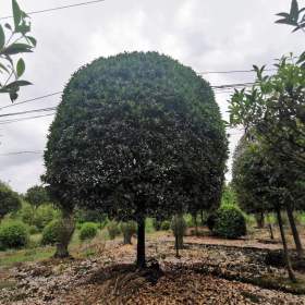 重慶朱砂桂批發(fā) 桂花行道樹(shù)苗子價(jià)格 桂花蓬徑