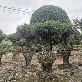 重庆桂花花瓶造型产地 2米高桂花的装车价格