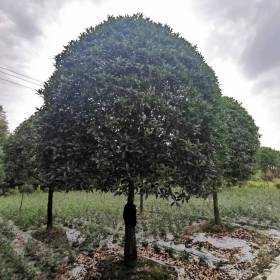 达州八月桂批发 桂花树苗基地 八月桂工程苗