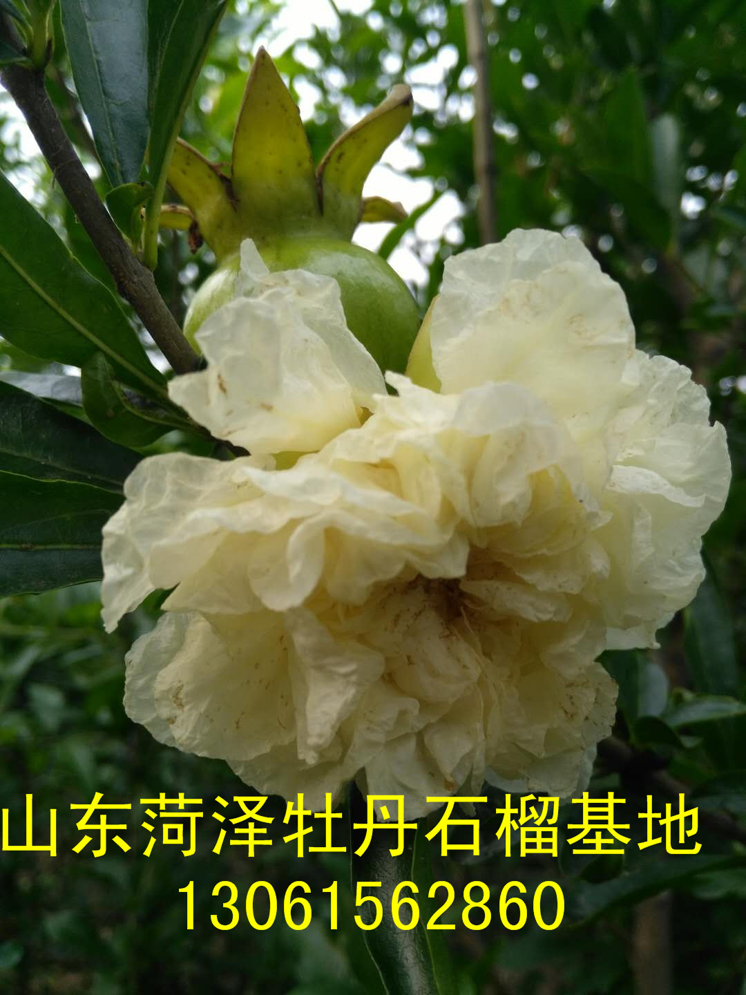 白花石榴1