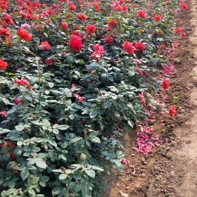 大花月季 豐花月季 月季苗 基地直供