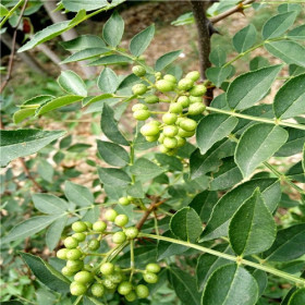 2公分大紅袍花椒苗價(jià)格1年2年大紅袍花椒苗