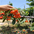 美植袋櫻桃樹(shù),3公分櫻桃樹(shù)價(jià)格