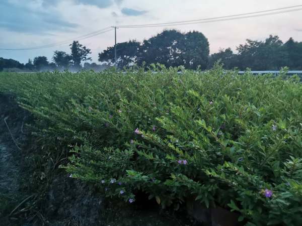 细叶萼距花