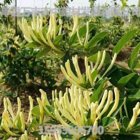 万丰农金银花种植基地