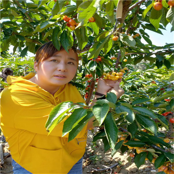 吉塞拉樱桃苗