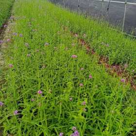 甘肃马鞭草批发价格 柳叶马鞭草杯苗基地