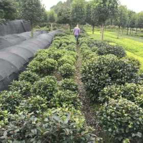 陕西茶梅批发 茶梅小苗 茶梅球基地