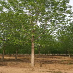 菏泽苗圃到期 白蜡低价急售 规格齐全 现货直销