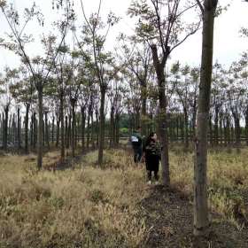 15公分搖錢樹出售中 搖錢樹的基地 欒樹產(chǎn)地