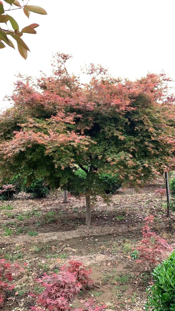 紅舞姬紅楓