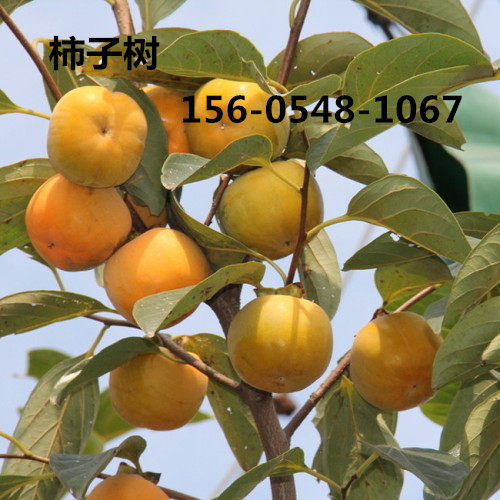 柿子樹(shù)