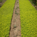 金葉蕕種植廠家,金葉蕕小苗