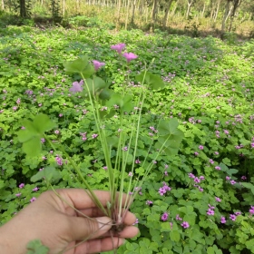 供應紅花醡漿草小苗    紅花醡漿草綠化苗