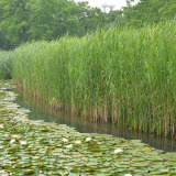 芦苇  基地大量供应芦苇苗  芦苇苗木