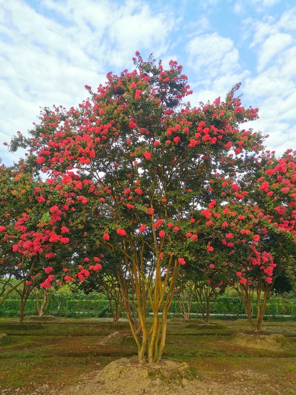 大紅叢生紫薇