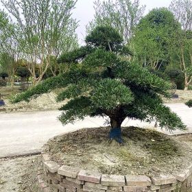 庭院造型罗汉松 川派罗汉松盆景 成都罗汉松基地